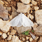 Muslin Moth ♀