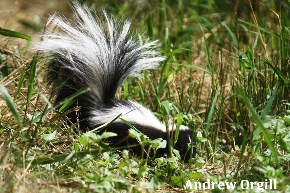 Striped Skunk