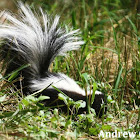 Striped Skunk