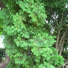 Eastern White Cedar