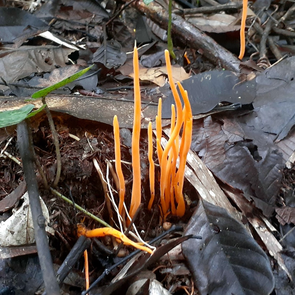 Coral fungi