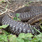 Wandering Garter Snake