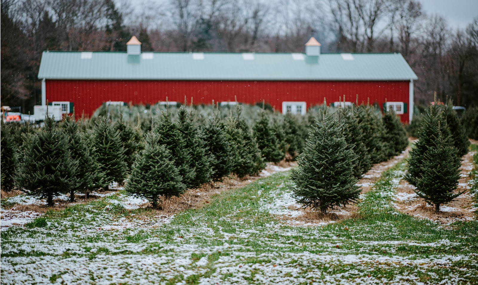 Christmas Tree Farms Near Chicago - Chicago Parent