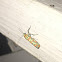 Ailanthus webworm