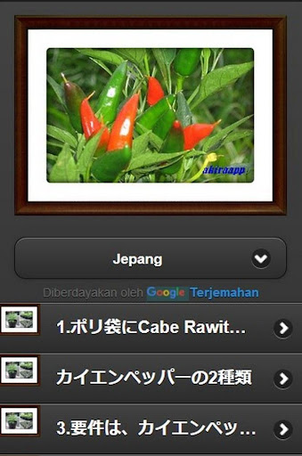 Cabe Rawit cultivation in polybag