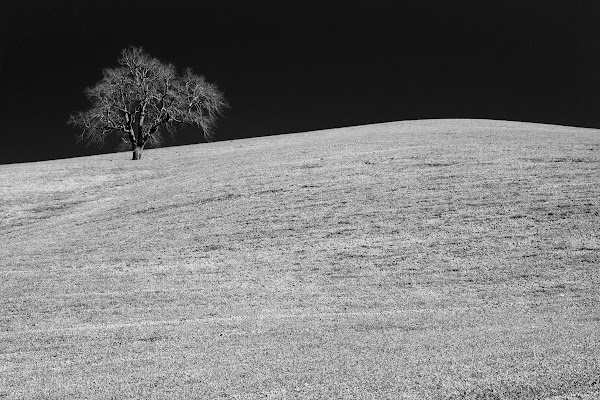 Uno solo di bondell