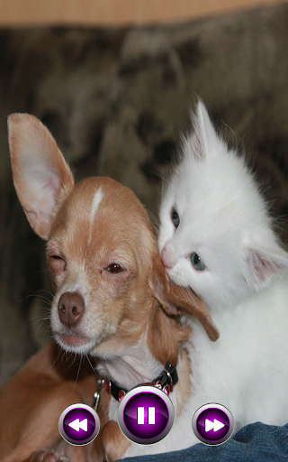 猫と犬のサウンド着メロ