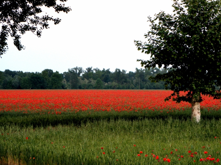 Naturalmente italia! di cukkie