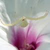 Green Crab Spider