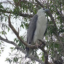 White-bellied Sea Eagle