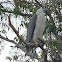 White-bellied Sea Eagle