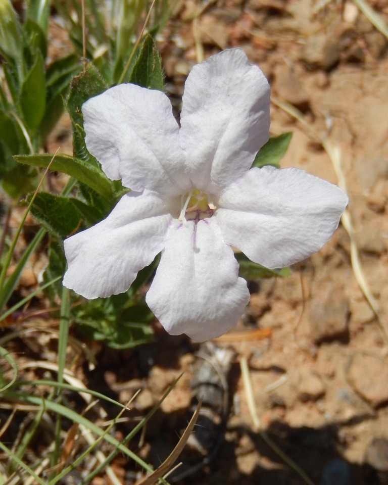 Wild Petunia