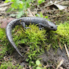 Small-Mouthed Salamander