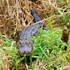 American Alligator