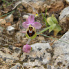 Sawfly Orchid