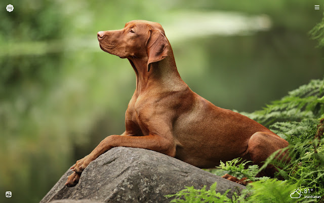 My Pointer Dog & Puppy HD Wallpapers