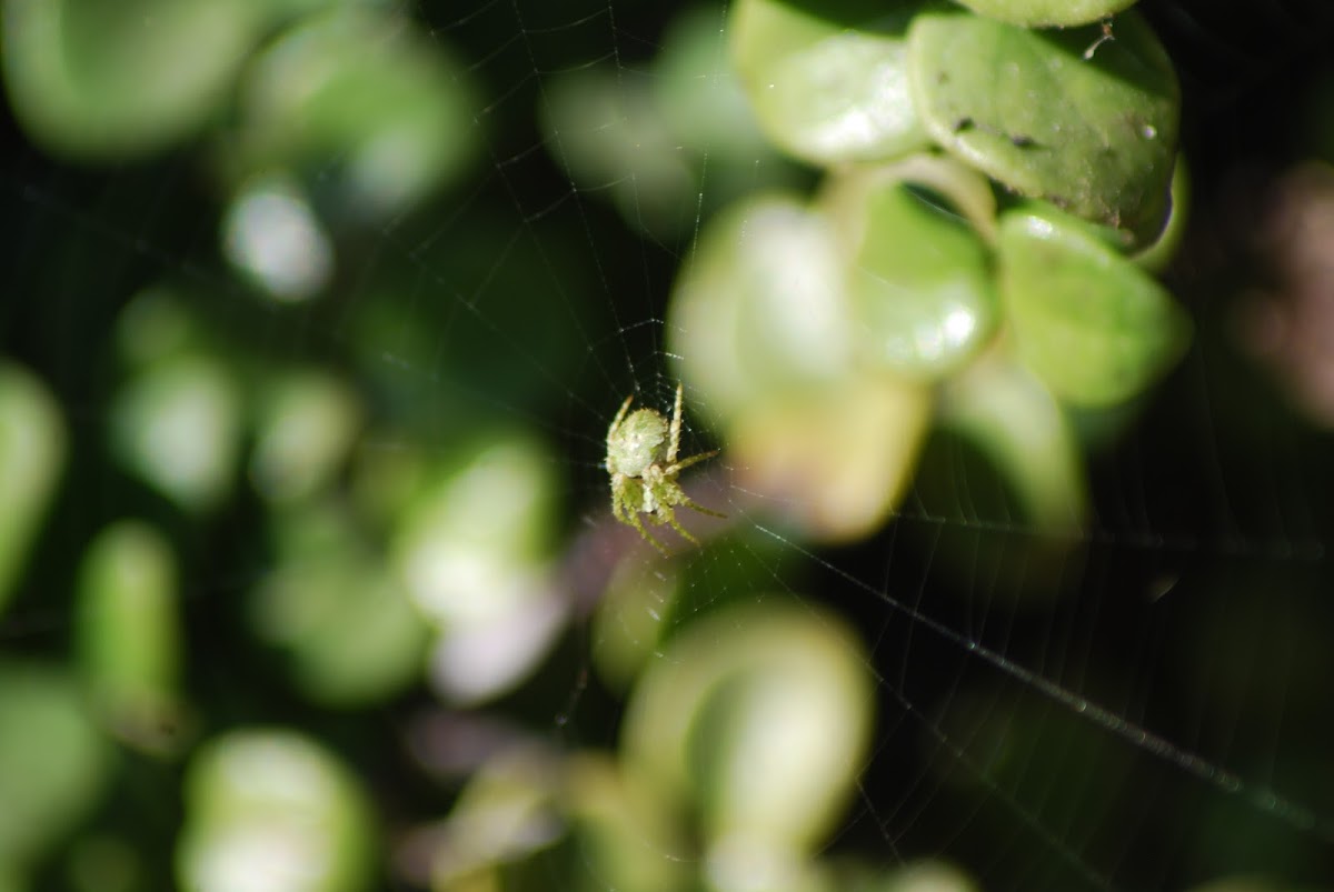 Green Orb web Spider