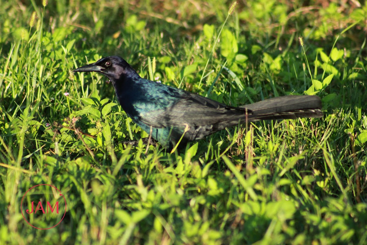 Boat-tailed Grackle