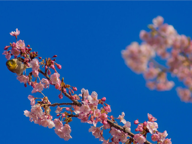 AZ-ワゴンの河津桜・メジロ・海に関するカスタム事例の投稿画像9枚目