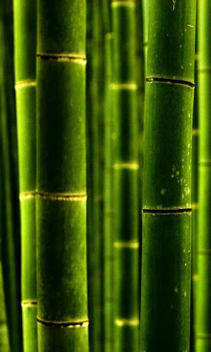 wallpaper bamboo