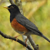 Black-breasted Thrush,male