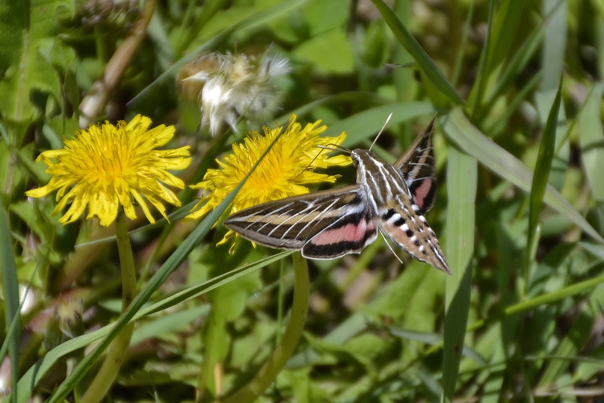 White-Lined Sphynx Moth