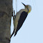 White Woodpecker