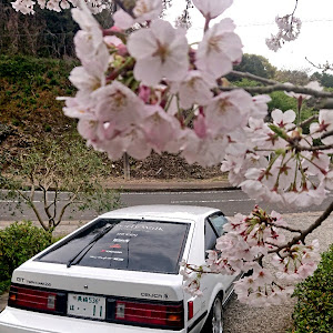 セリカXX