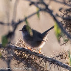 Dartford Warbler; Curruca Rabilarga