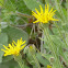 Narrowleaf goldenbush