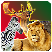 Safari Animal Hunting  Icon