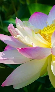 莲花拼图游戏(圖3)-速報App