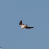 Crag Martin