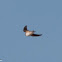 Crag Martin