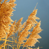 Canneto d'autunno di 