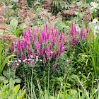 pink flowers