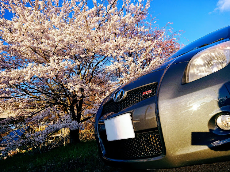 ヴィッツのヴィッツRS・スマホ撮影・桜と愛車・桜と愛車のコラボに関するカスタム事例の投稿画像4枚目