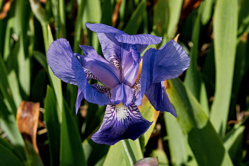 Iris germanica