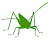 Orthoptera icon