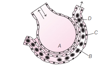 Mechanics of Pulmonary Respiration (Breathing Mechanism)