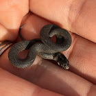 Dekay's Brownsnake Neonate