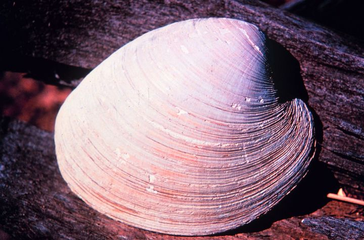 4. Ocean Quahog Clams (507 years)