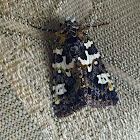 Noctuid Moth