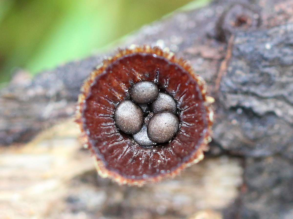 Fluted Bird's Nest