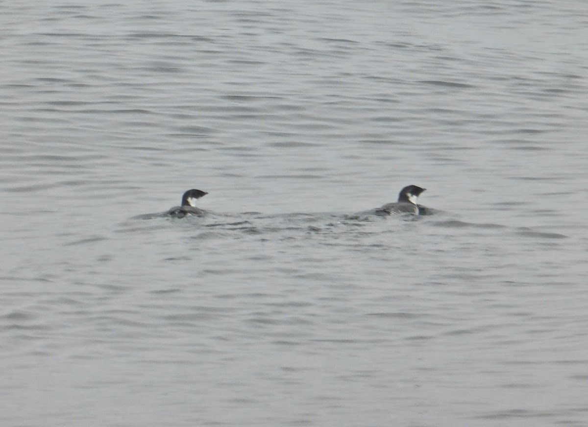 Ancient Murrelet