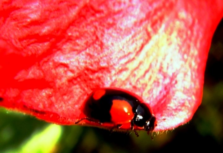 Rosso Fortunato di GIANNICIPRIANI