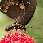 Spicebush Swallowtail