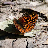 Northern Checkerspot