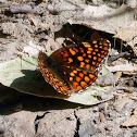 Northern Checkerspot