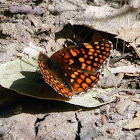 Northern Checkerspot